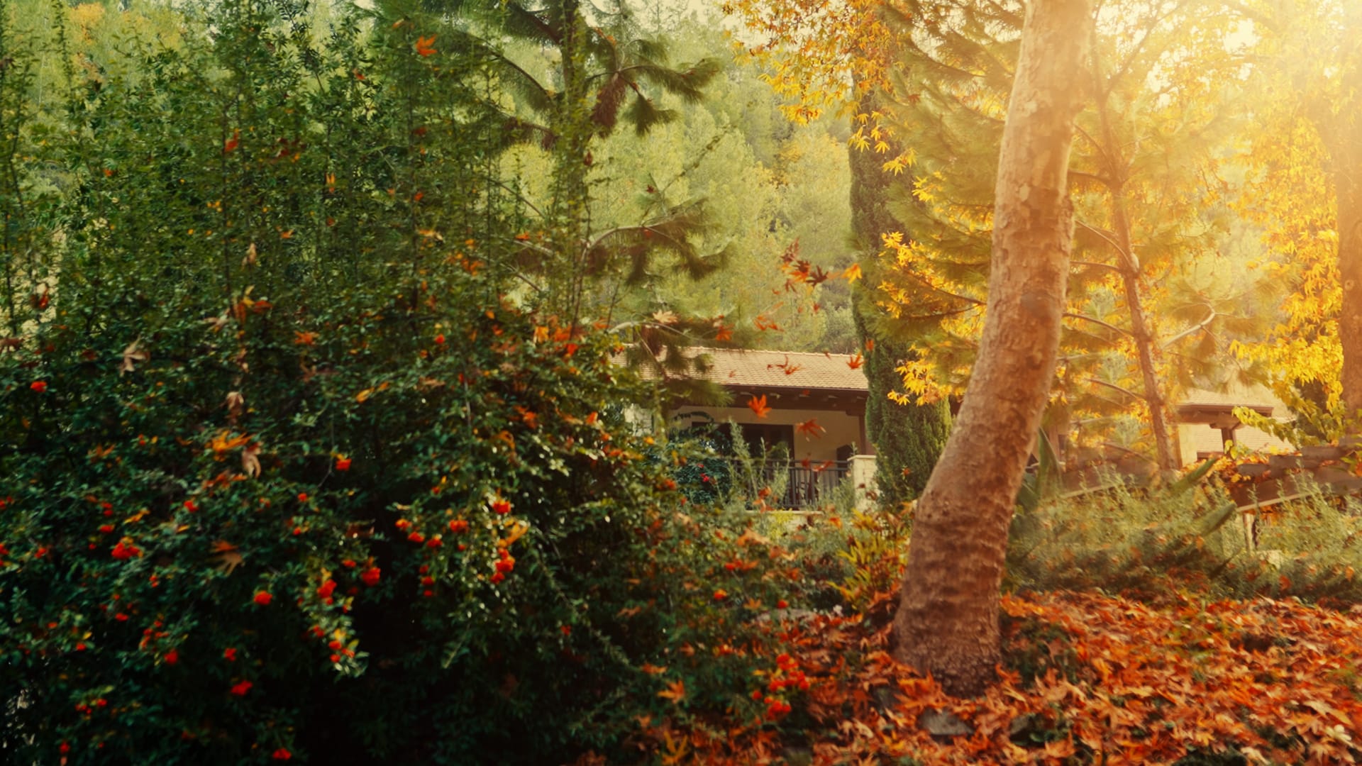 Secret Forest, Cyprus | Book online