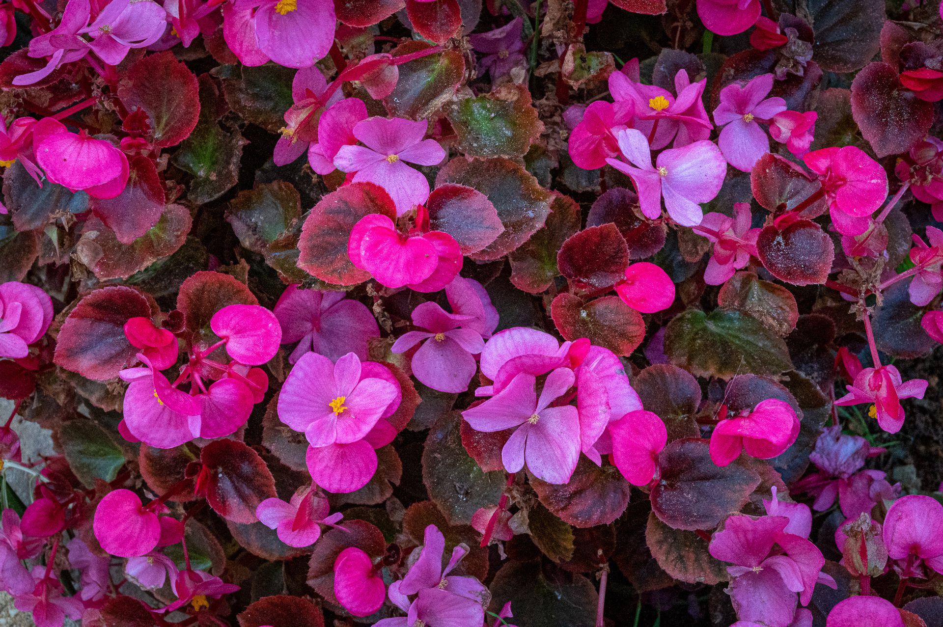 Comfort Stay Athens Airport Hotel, ,