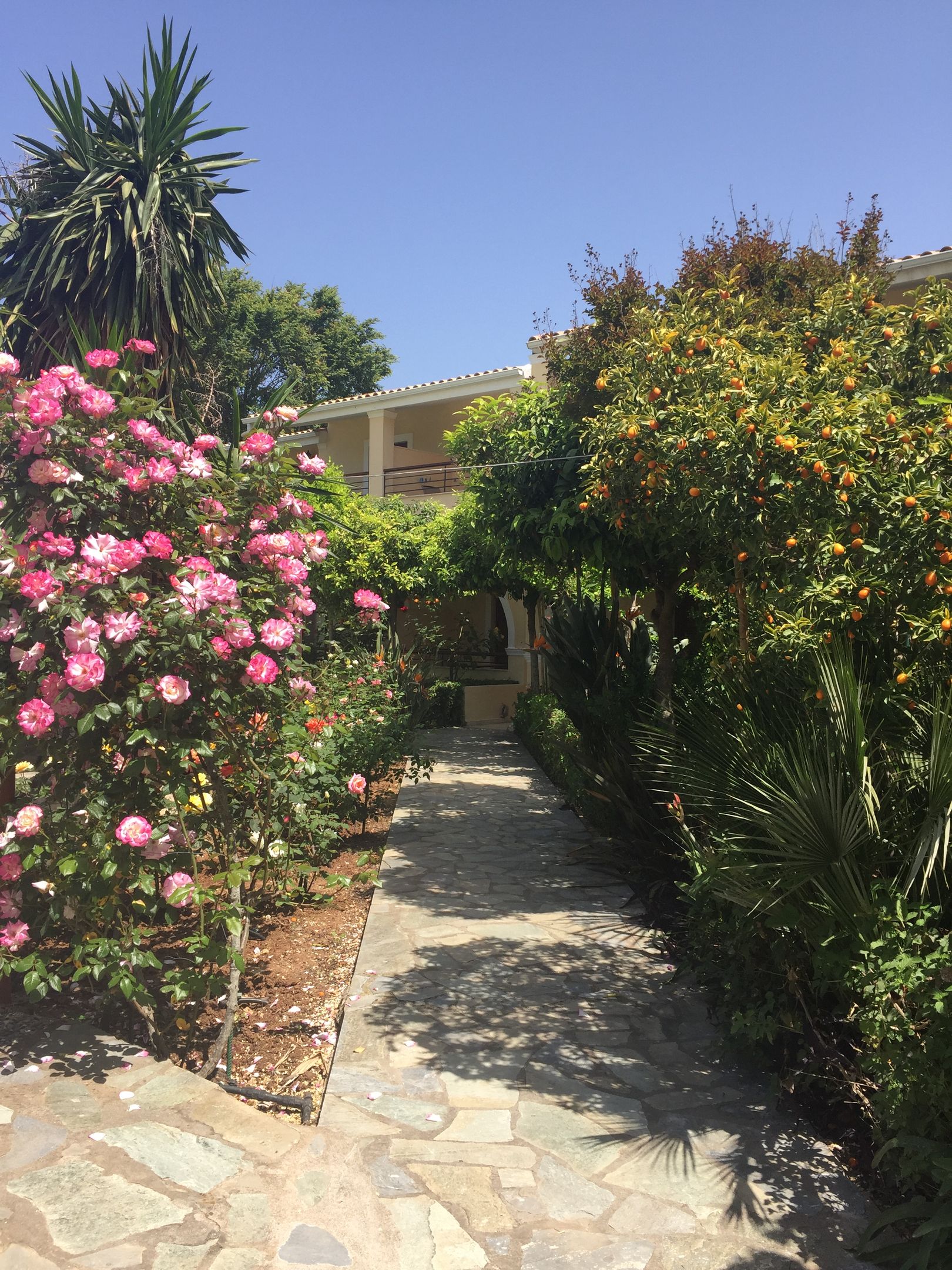 ILena Hotel Corfu ILena Hotel Corfu