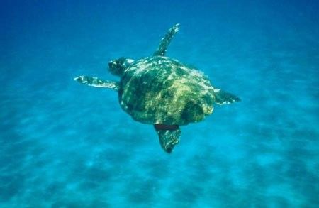 Caretta-Caretta turtle at Kalo Nero Beach gets nests. Kyparissia Irida Resort