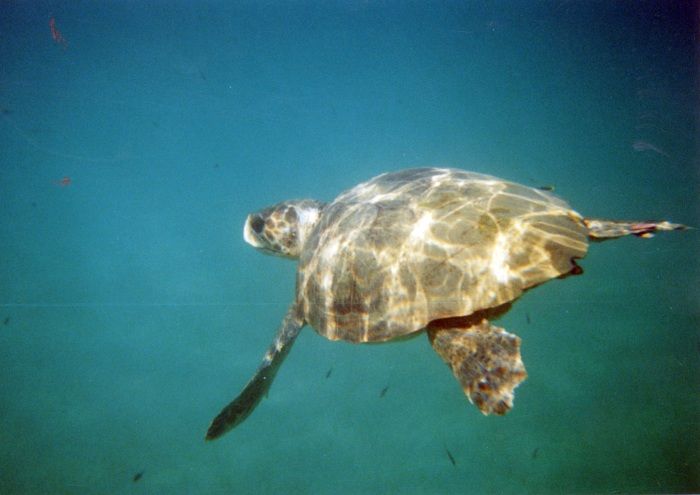 Caretta - Caretta - Zakynthos