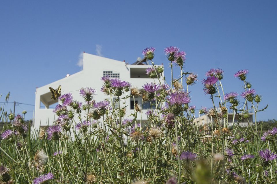 Olive Tree Apartments 1 * Olive Tree Apartments 1 *