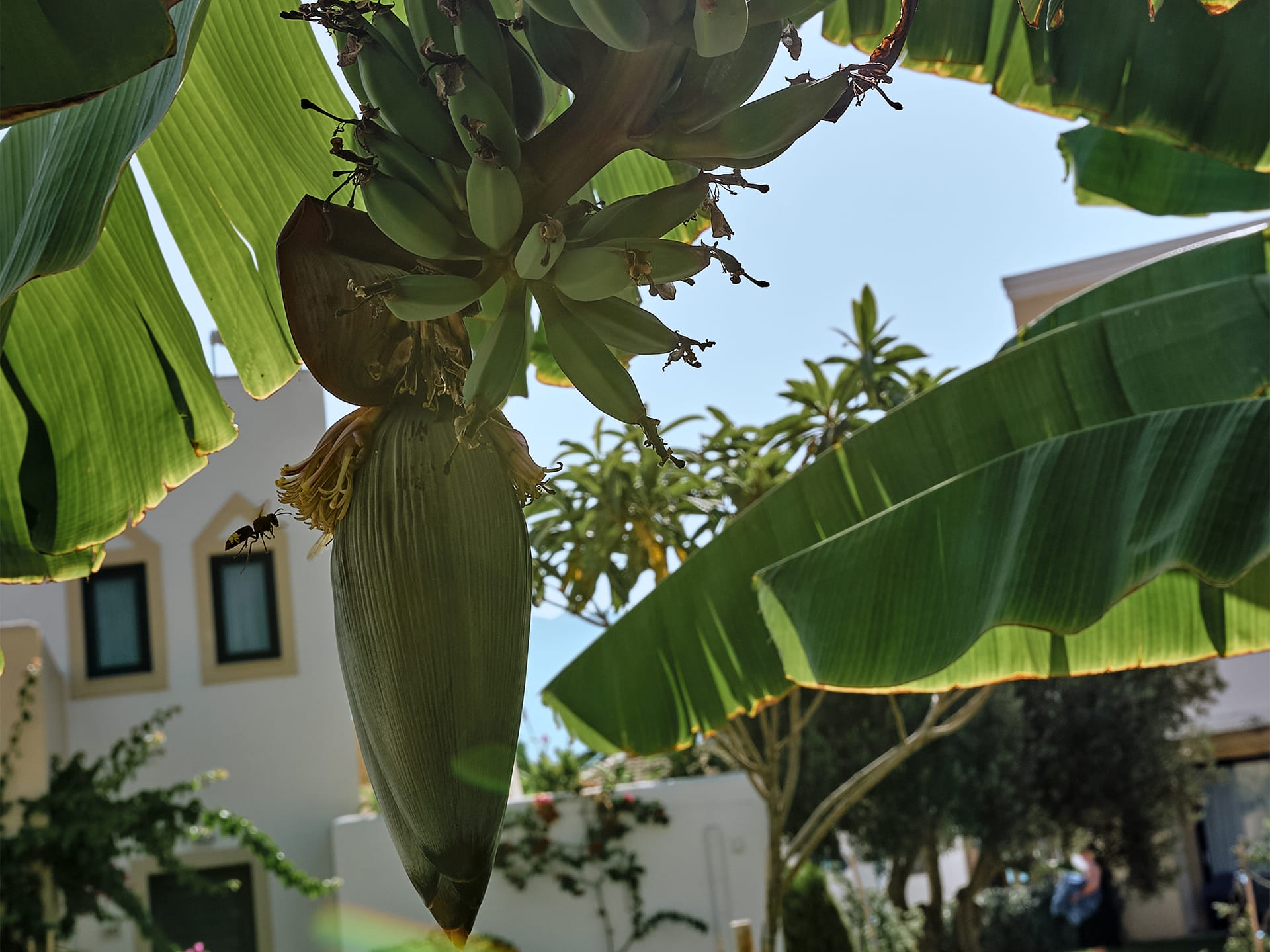 Casa Banana Fields View