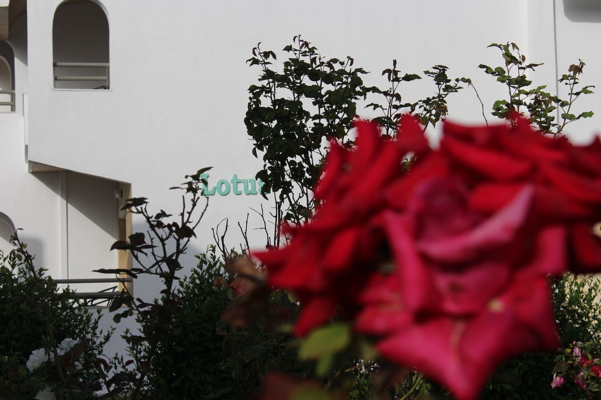 Skion Palace 4 * - pic #17