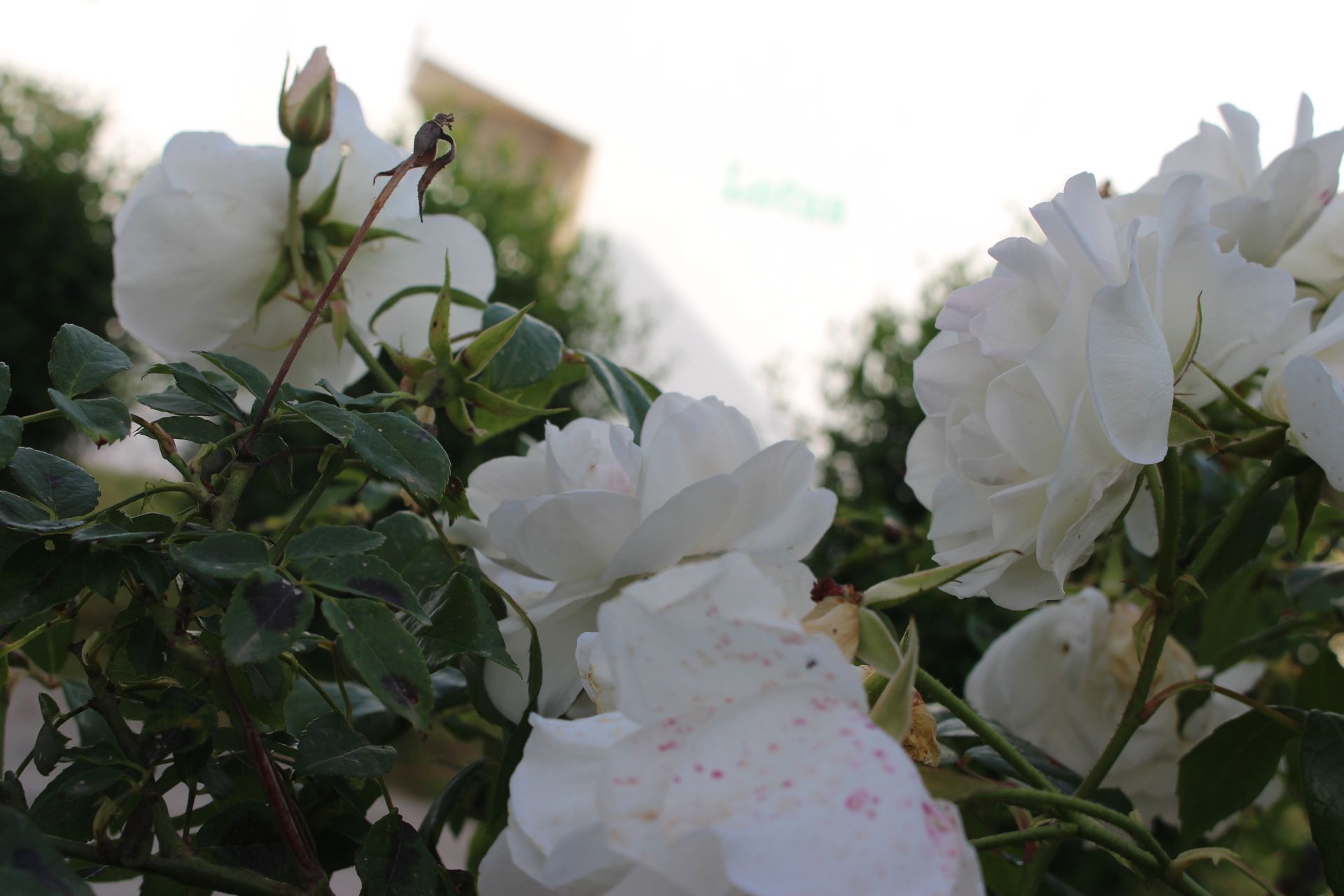 Skion Palace 4 * - pic #21