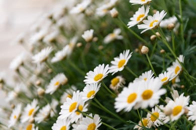 Domus Alta - Image 7