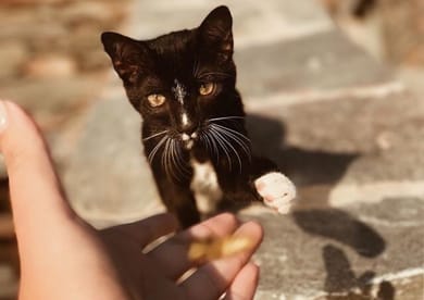Agrikea Farm Stay Kea - Image 6