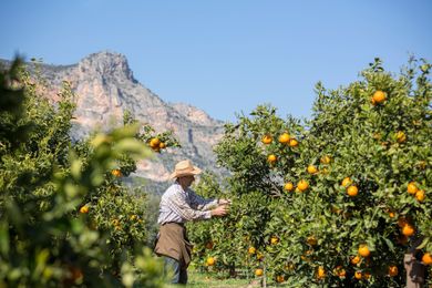 Agroktima Leonidio - Image 6