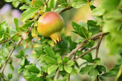 Agrotospita Country Houses Nafplio - Image 2