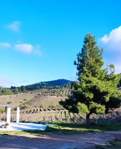 Alikon Adult-Only - Image 5