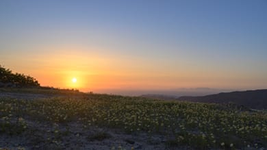 Arany Terra - Image 5