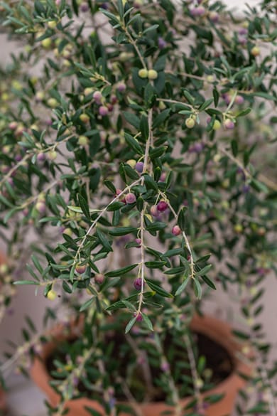 Argiri Apartments & Suites - Image 4