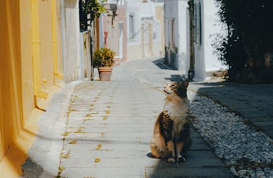 Aspasias Traditional House - Image 7