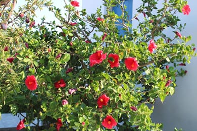 Astypalea Villas - Image 3