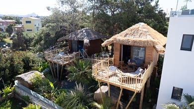D Palm | Zen Tree Suite