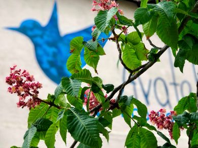 Avatel Eco Lodge Halkidiki - Image 2