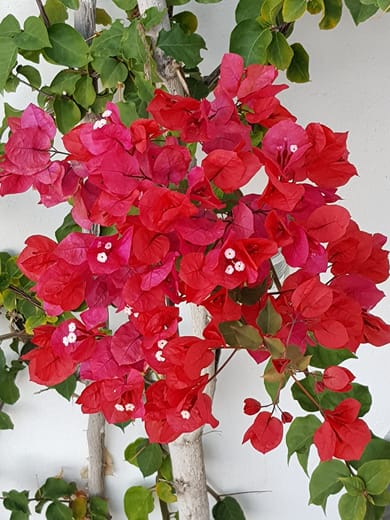 Bocamviglies by The Sea - Image 3