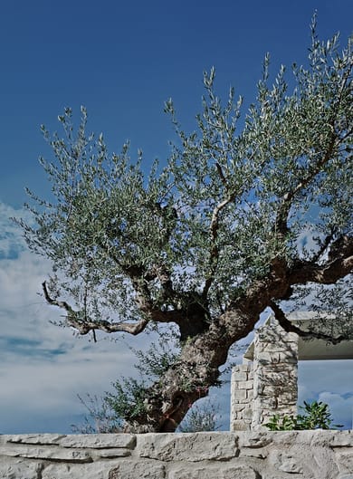 Camvillia Resort - Image 2