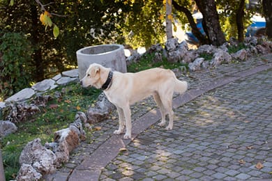 Chalet Elati - Image 7