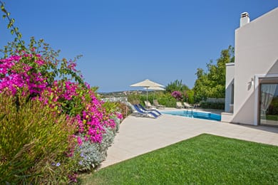 SALVIA IRINI