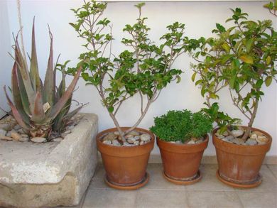 Diamond Apts & Suites - Image 6