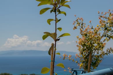 Diana Studios Kefalonia - Image 3