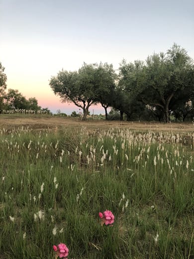 Doliva Estate - Image 5