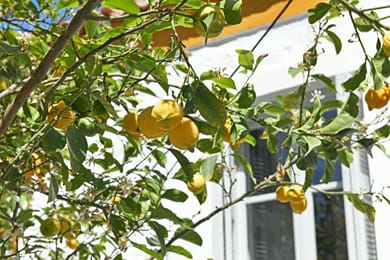 Douskos Citrus Apartments Hydra - Image 7