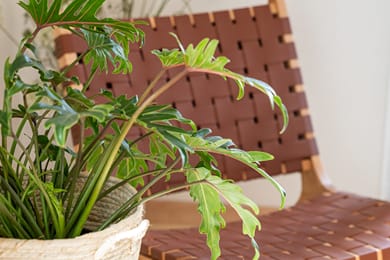 Drio Kythnos Suites - Image 3