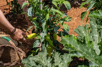 Elea Concept Hotel & Suites - Image 6