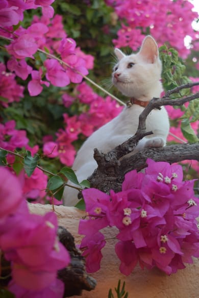 Emmantina Houses Santorini - Image 6