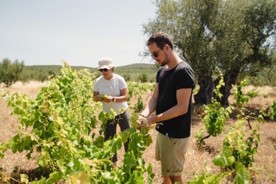 Eumelia Organic Agrotourism Farm - Image 3