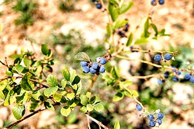 Euphoria Studios Mani - Image 3