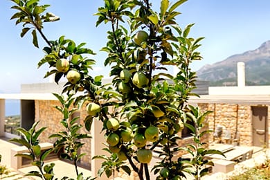 Euphoria Studios Mani - Image 4