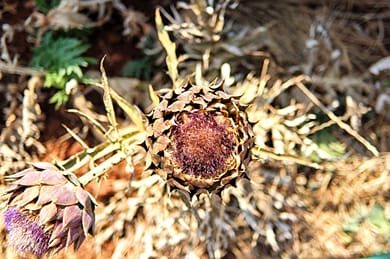 Euphoria Studios Mani - Image 7