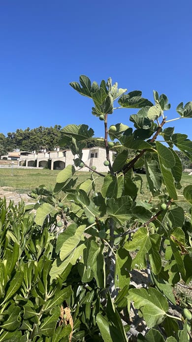 Evlogia Village by Greek Pride - Image 6