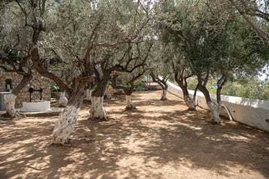 Bellevalia Hydra - Image 4