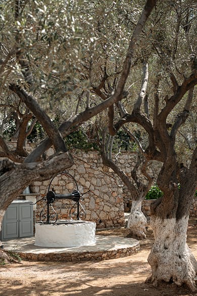Bellevalia Hydra - Image 5