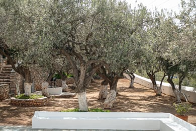 Bellevalia Hydra - Image 6