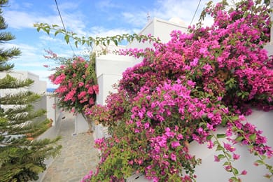 Unique Galini Oia - Image 5