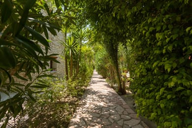 Garden of Eden Zante - Image 7