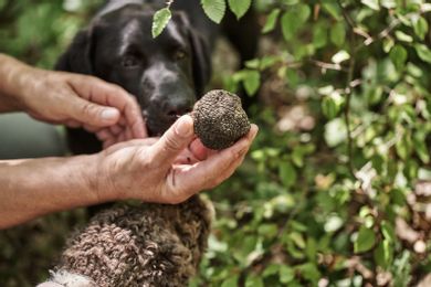 Grand Forest Metsovo - Image 7