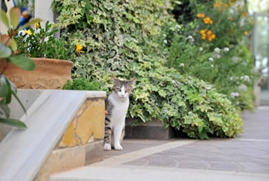 Hotel Estia - Image 7