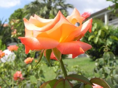 Kalives Resort Hotel - Image 3