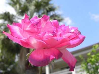 Kalives Resort Hotel - Image 4