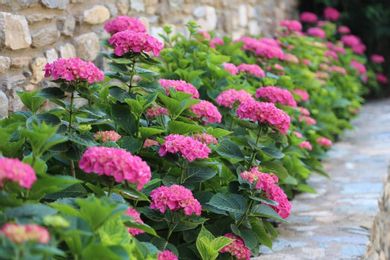 Karaiskos Farm - Image 7