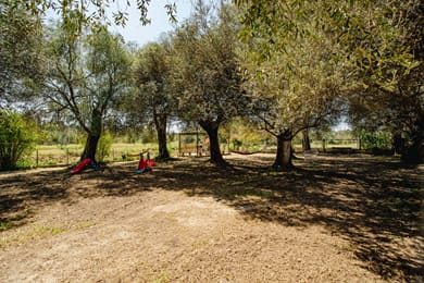 Fiore Azzurro - Image 4