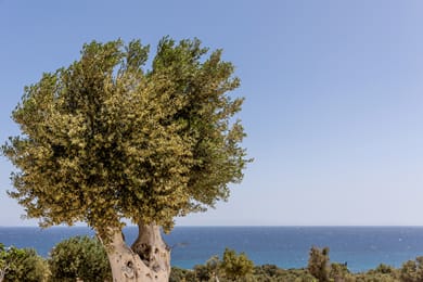 Ligaridia Stone & Sea Traditional Apartments - Image 3