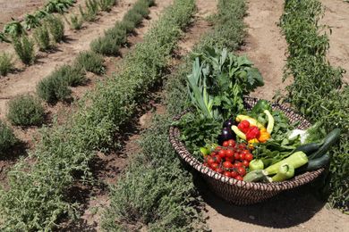 Livin Mykonos Hotel – Adults Only - Image 6