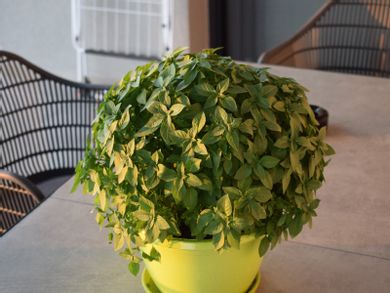 Merelia Luxury Villas - Image 2